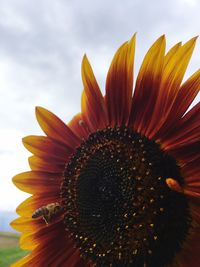 Close-up of sunflower against sky