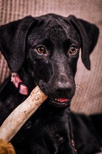 Close-up of black dog