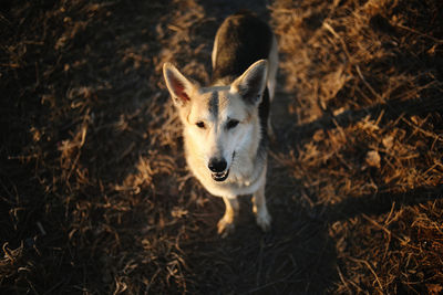 Dog sitting in forest