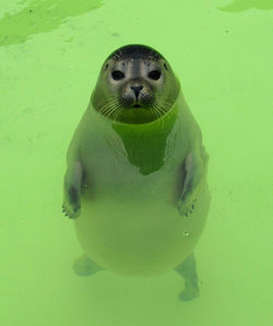 Portrait of turtle in sea