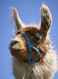 Low angle view of alpaca against clear sky