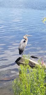 Bird perching on a lake