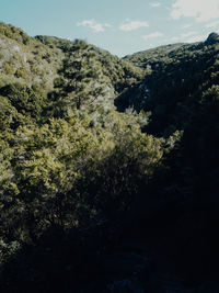 Scenic view of forest against sky