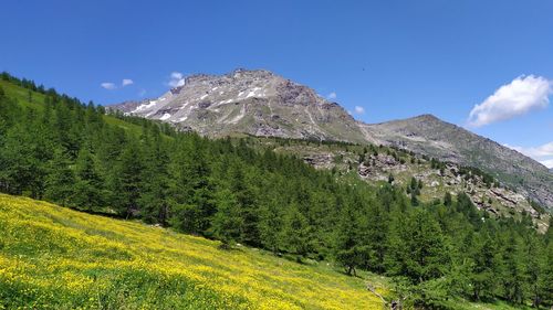 Scenic view of mountains against blue sky with yellow flowers