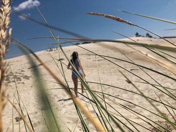 Close-up of stalks against the sky