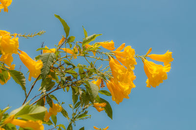 Low angle view of yellow flowering plant against clear sky