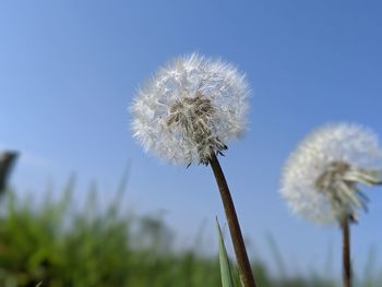 Close-up of dandelion against sky