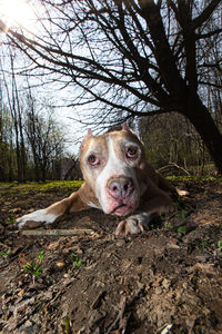 Portrait of dog in forest