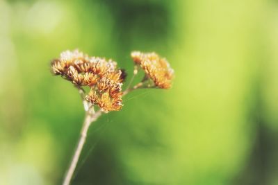 Close-up of flower against blurred background