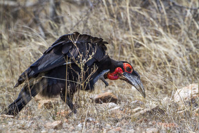 Side view of a bird flying over land