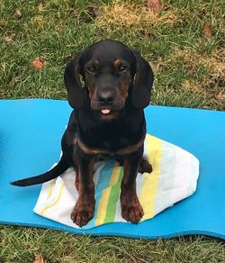Portrait of black dog sitting on grass