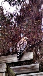 Low angle view of bird perching on tree