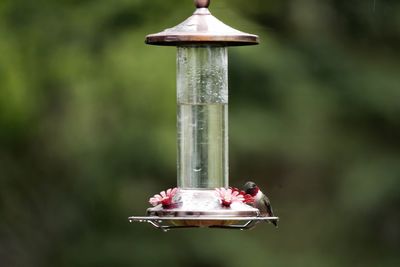 Close-up of bird perching on feeder