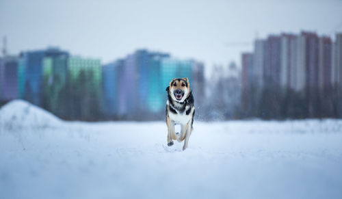 Portrait of dog in snow