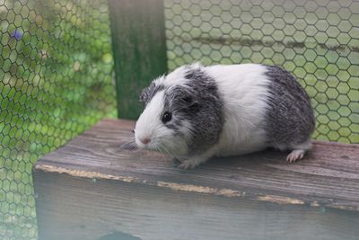 Close-up of rabbit in cage