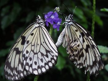 Close-up of butterfly on purple flower