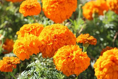 Close-up of yellow flowers