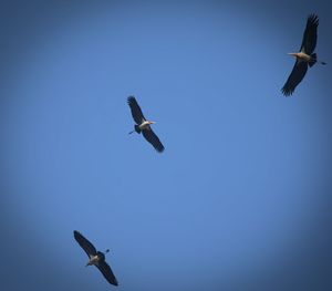 Low angle view of seagulls flying in sky