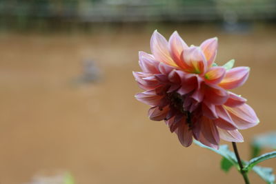 Close-up of pink flower against lake