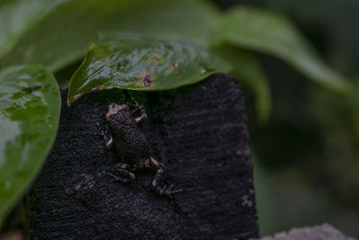 Close-up of leaves on tree trunk