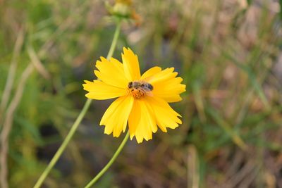 Close-up of bee on yellow flower