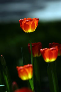 Close-up of orange poppy blooming outdoors