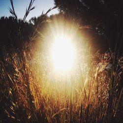 Sun shining through trees