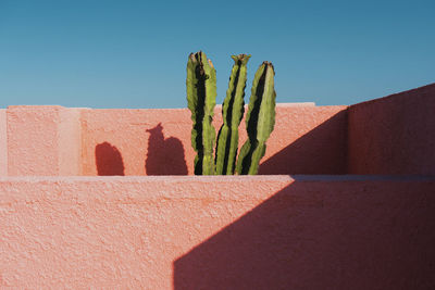 Cactus plant against clear blue sky