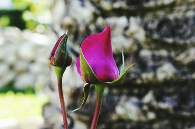 Close-up of purple flower