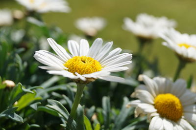 Close-up of white daisy