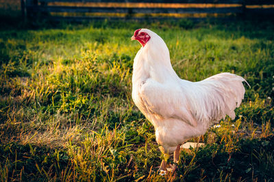 Close-up of rooster on field