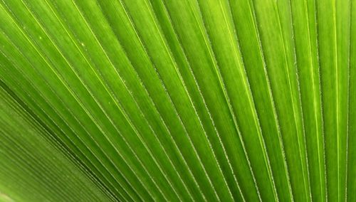 Full frame shot of palm tree leaves