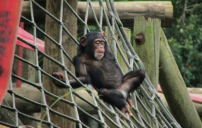 Monkey sitting on rope at zoo