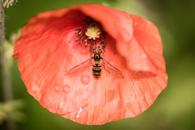 Close-up of insect on red flower