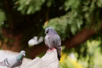 Close-up of pigeon perching on tree