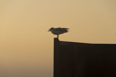 Seagulls perching on built structure against sky during sunset