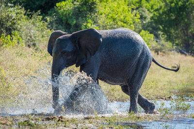 Elephant walking in lake during sunny day