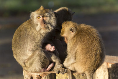 Monkeys sitting outdoors