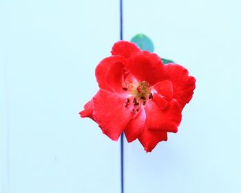 Close-up of red poppy flower against blue sky