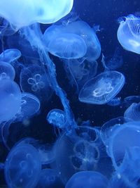 Jellyfish in sea