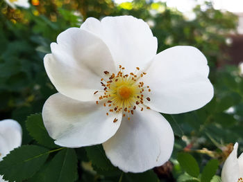 Close-up of white flower