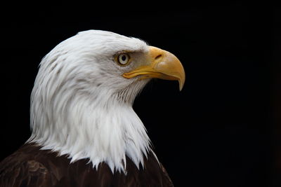 Close-up of eagle against black background