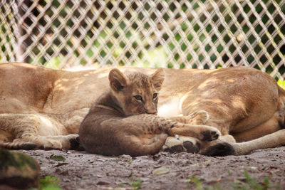 Cats resting in a zoo