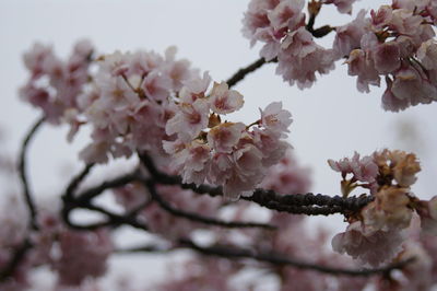 Close-up of pink cherry blossom tree