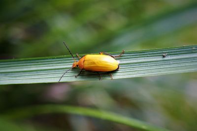 Close-up of insect on leaf