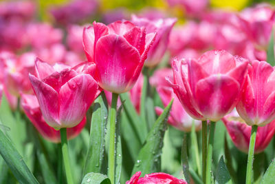 Close-up of pink tulips