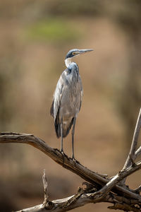 Grey heron