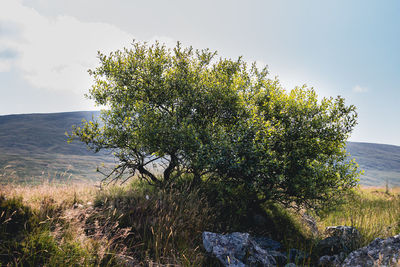 Tree by sea against sky