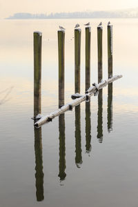 Wooden poles in sea against sky