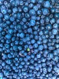 Full frame shot of blue berries